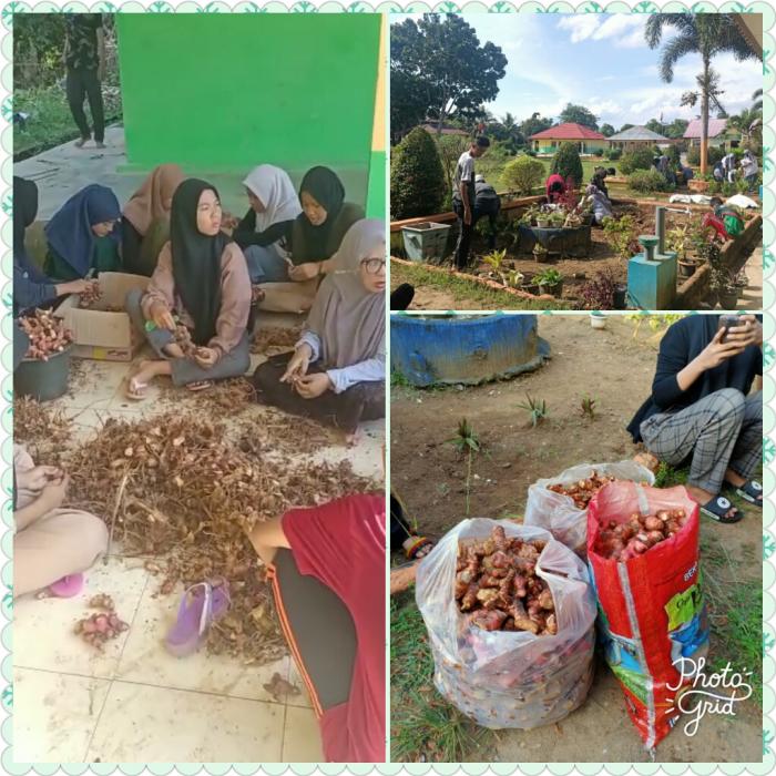 Tambah Pendapatan Kelas XI IPA 2 MAN 2 Tebo Panen Lengkuas 